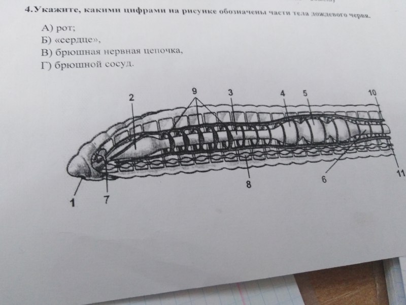 Купить дождевых червей для рыбалки