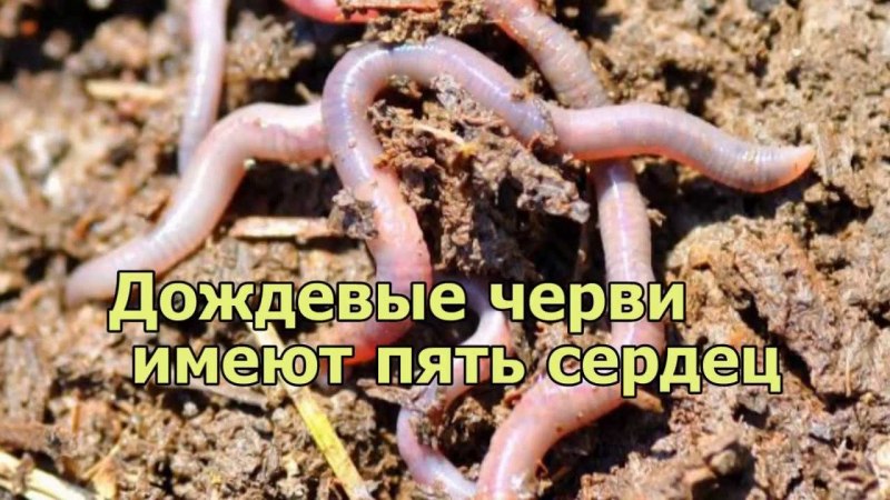 Эйзения Салаирская