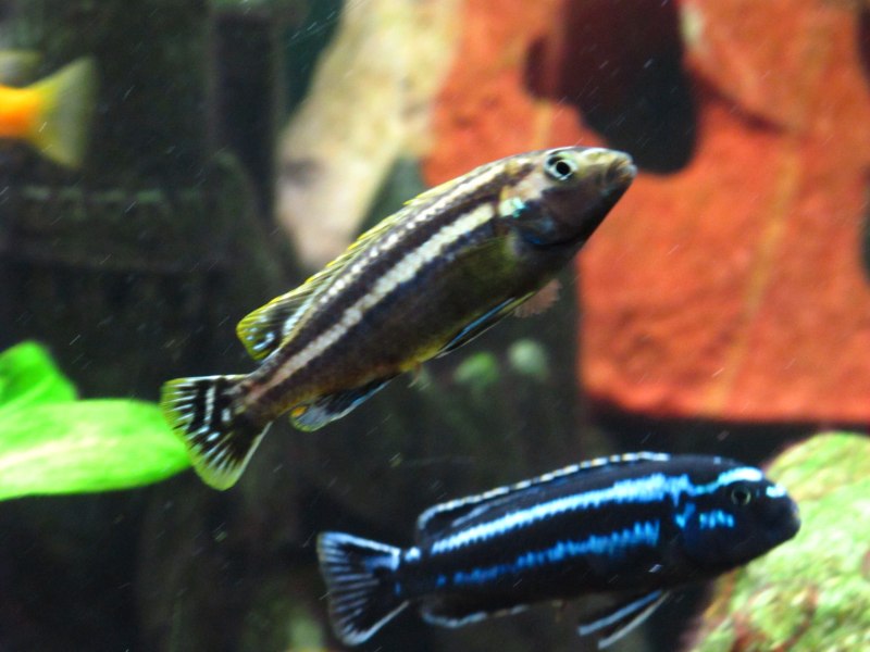 Melanochromis lepidiadaptes