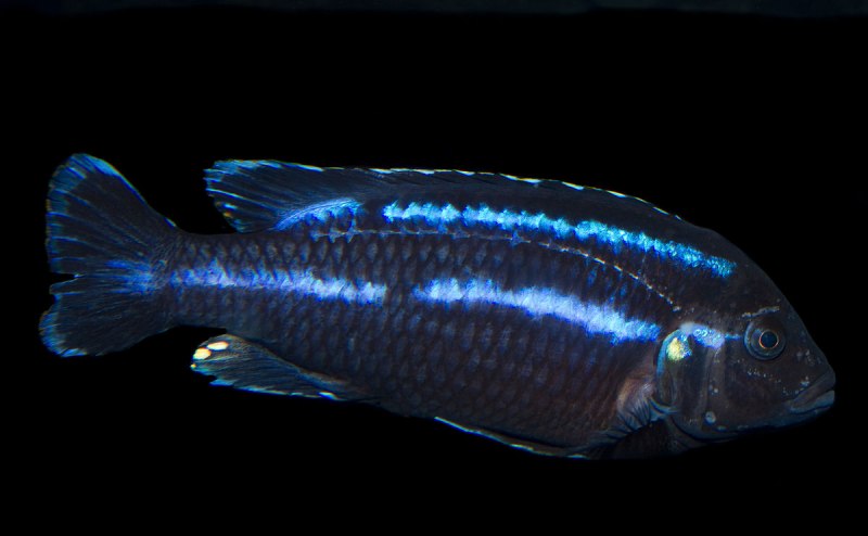 Melanochromis vermivorus