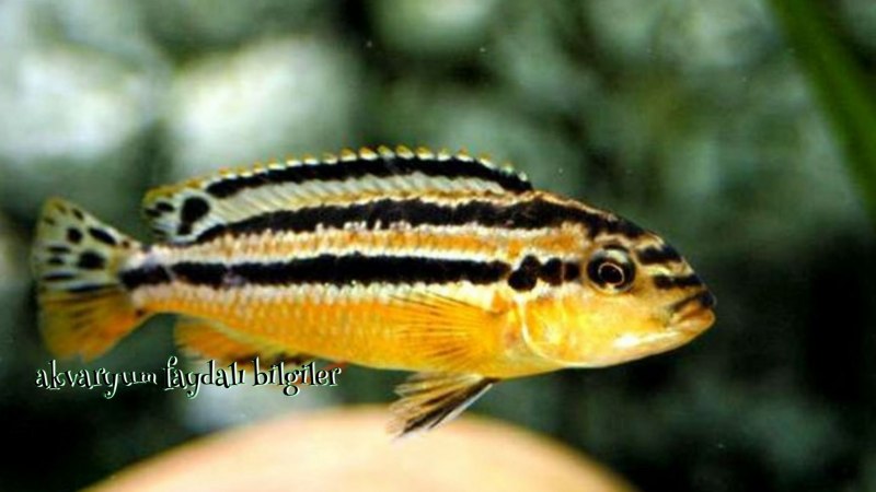 Melanochromis auratus