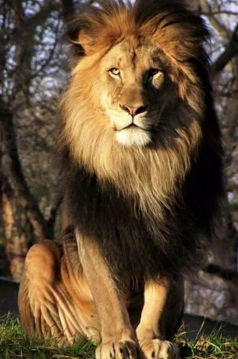 Благородный лев (60 фото)