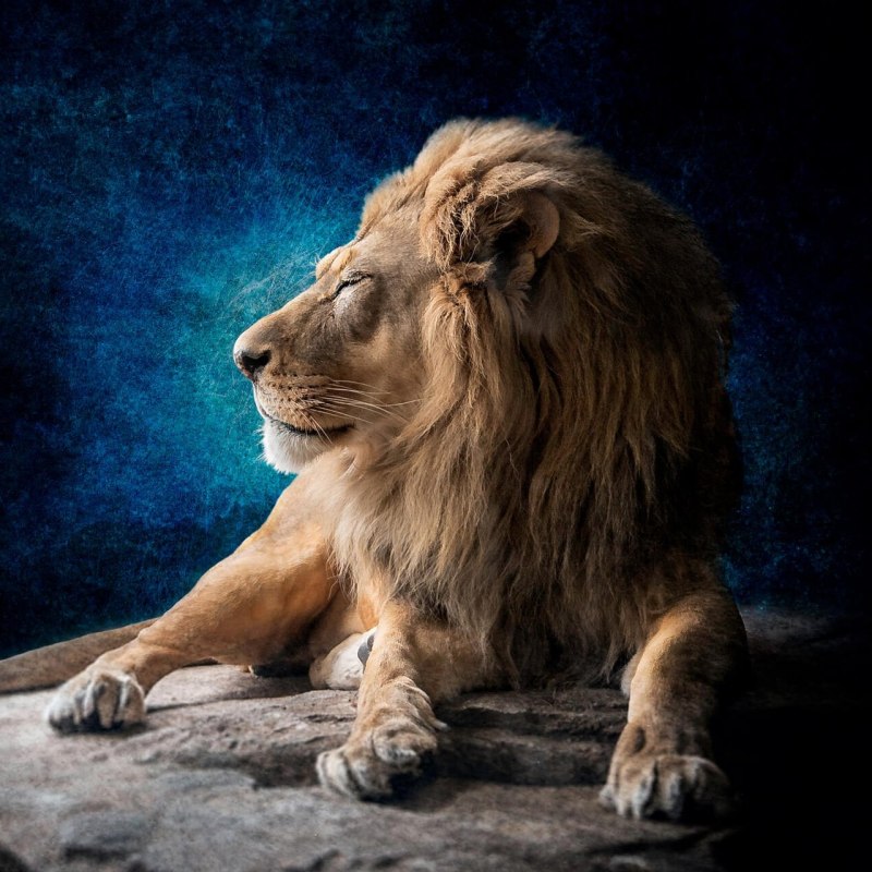Barbary Lion