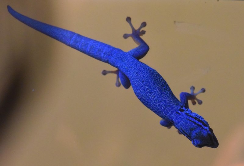 Lygodactylus conraui