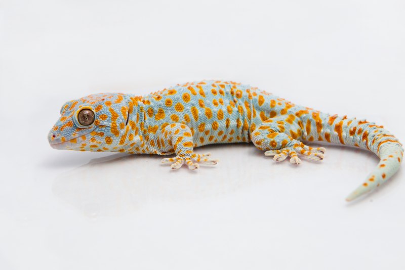 Strophurus taenicauda