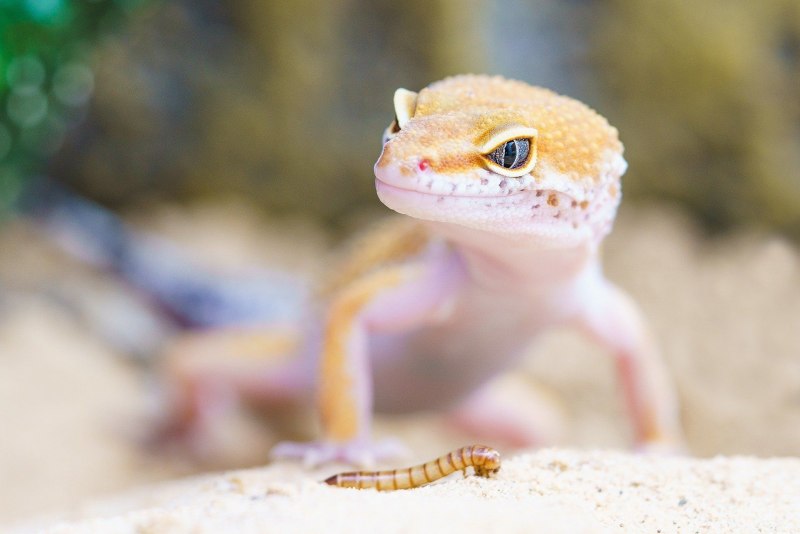Phelsuma cepediana