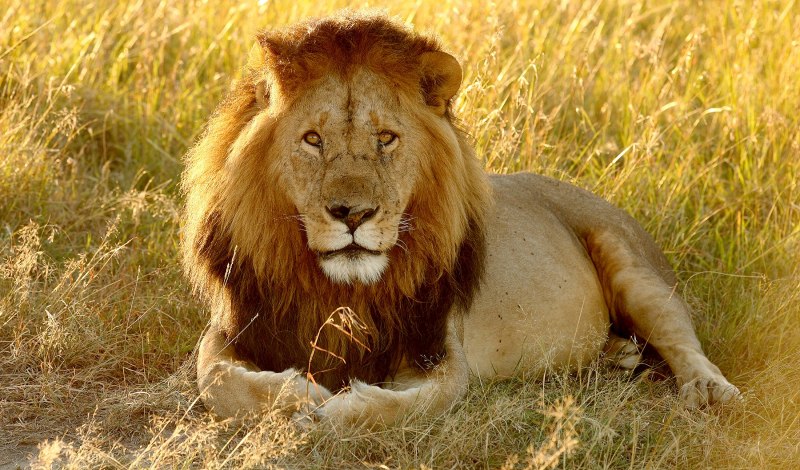 Panthera Leo krugeri