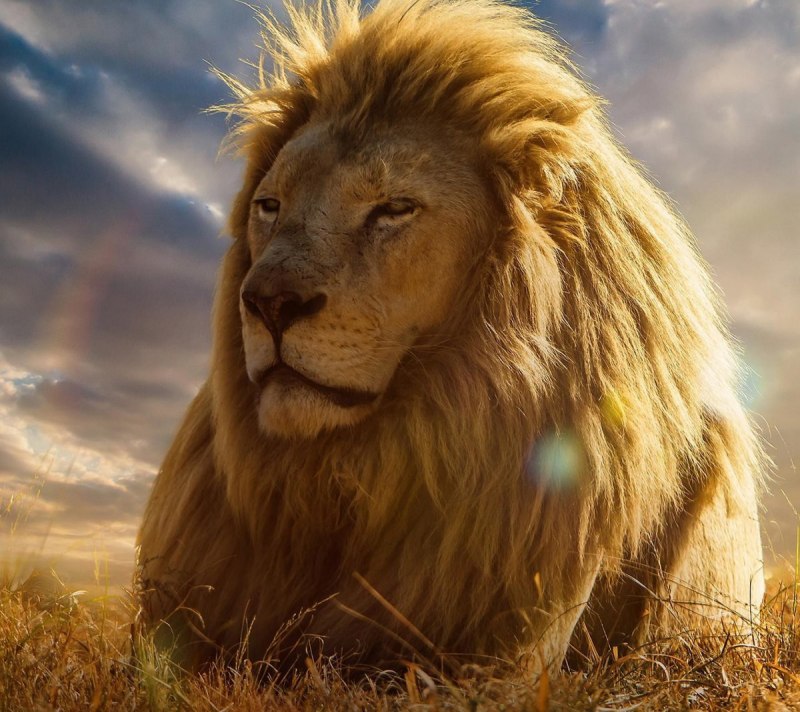 Panthera Leo persica