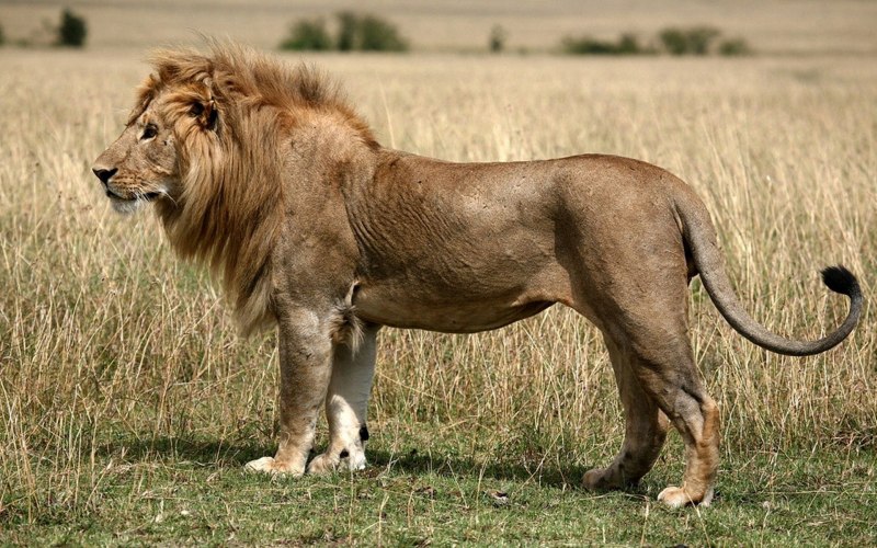 Лев Лион