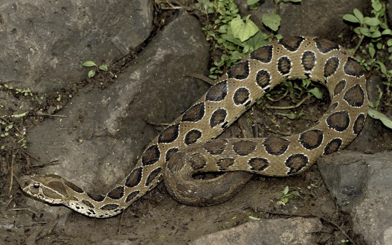 Daboia russelii
