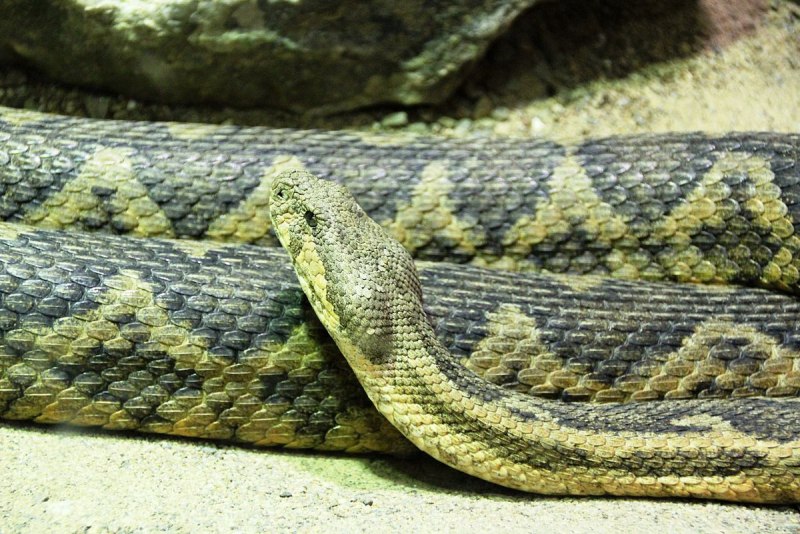 Обыкновенная гадюка (Vipera berus)