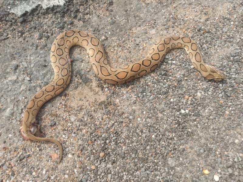 Montivipera xanthina