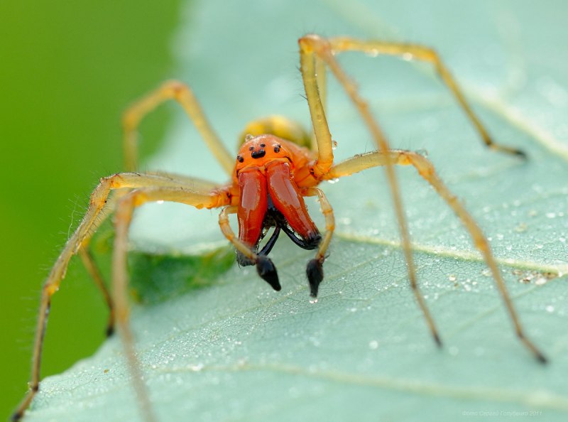 Паук Cheiracanthium punctorium