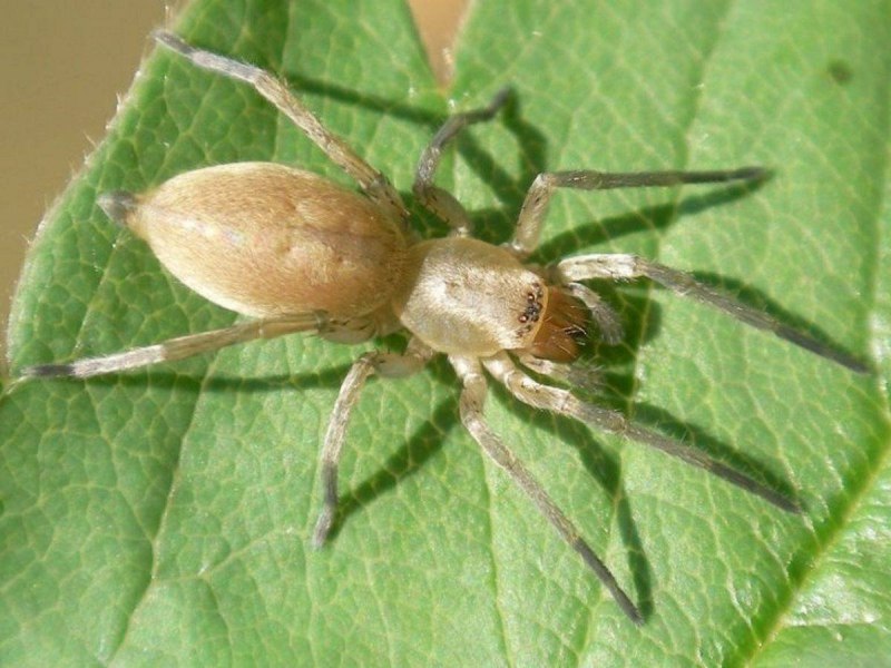 Spinne на немецком