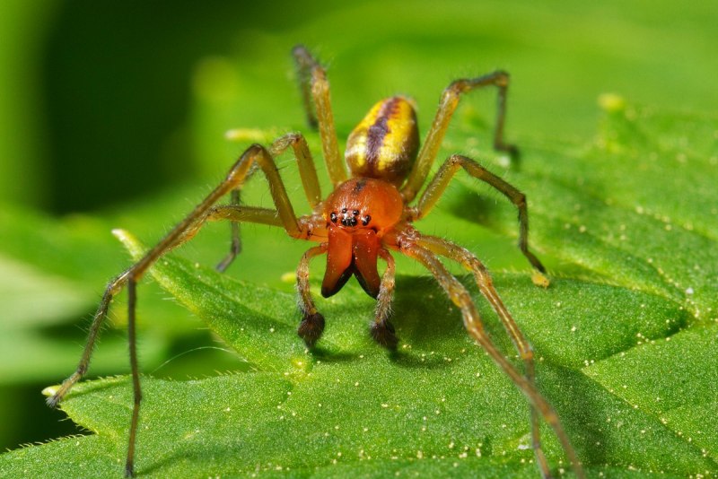 Cheiracanthium punctorium желтосумный колющий паук