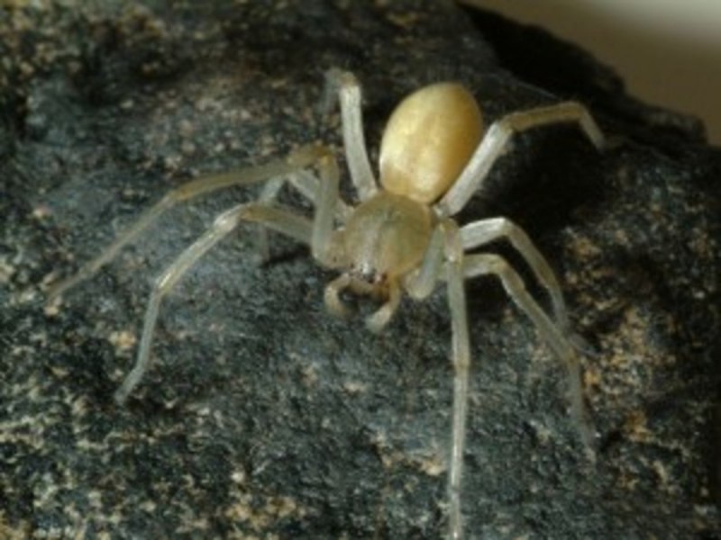 Паук Cheiracanthium punctorium
