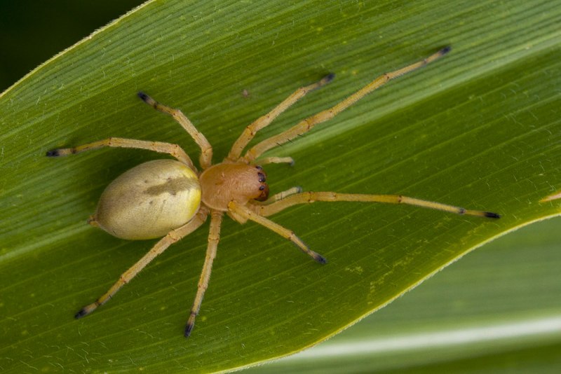 Паук Cheiracanthium punctorium