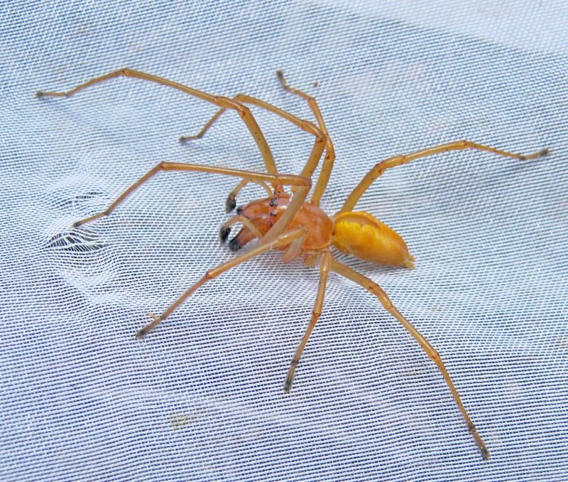 Желтосумный колющий паук (70 фото)