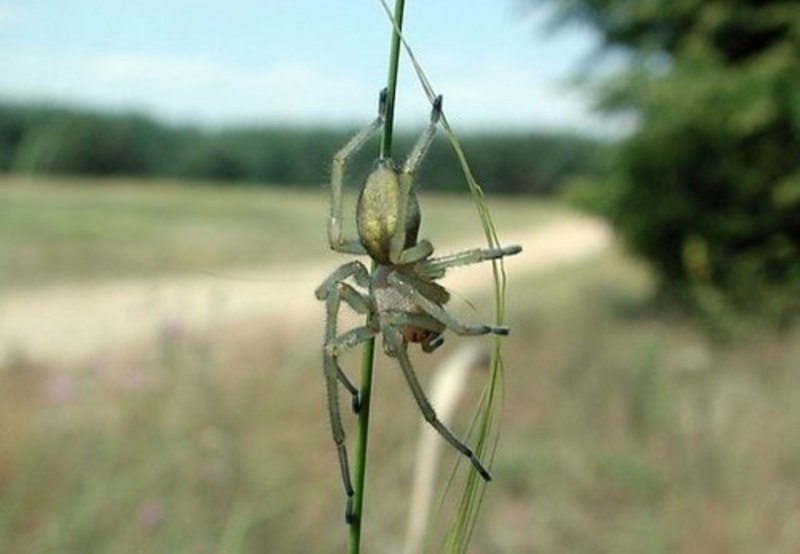 Cheiracanthium punctorium желтосумный колющий паук