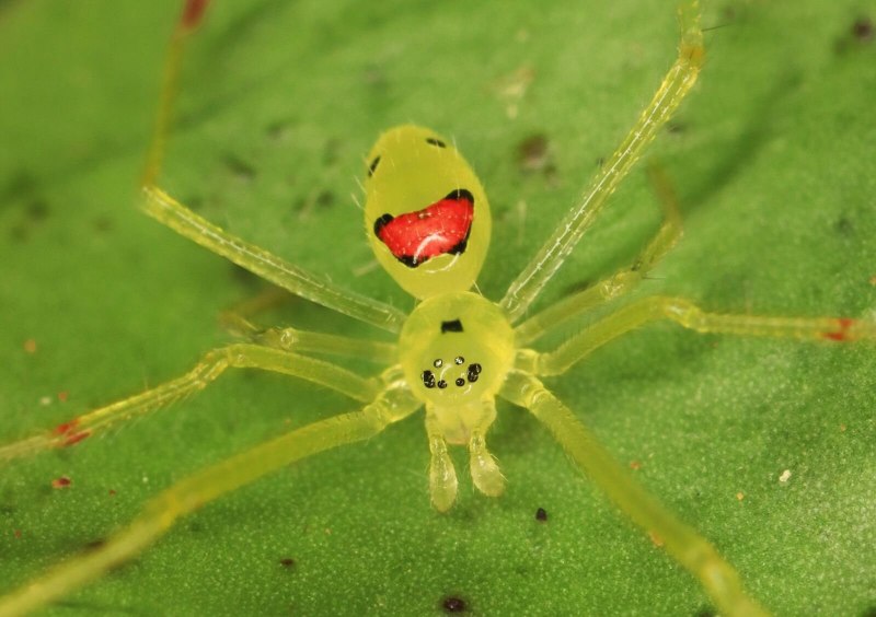 Cheiracanthium punctorium желтосумный колющий паук