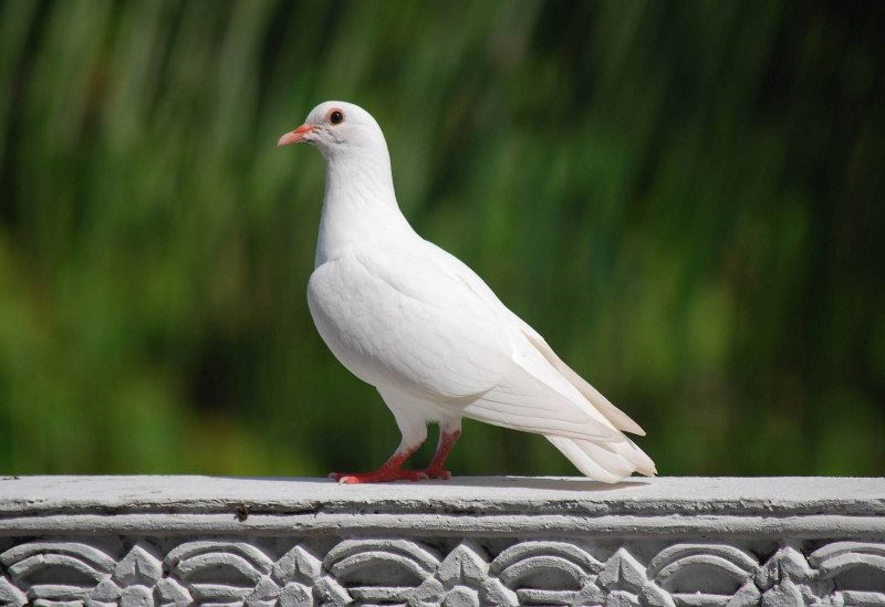 White Pigeon dbx1