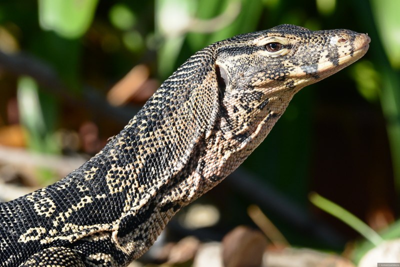 Varanus Salvator macromaculatus