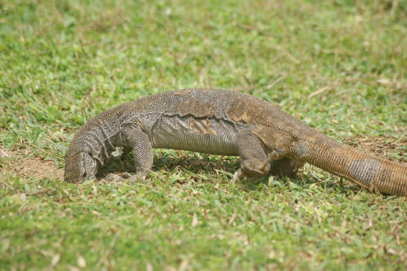Water Monitor ящерица