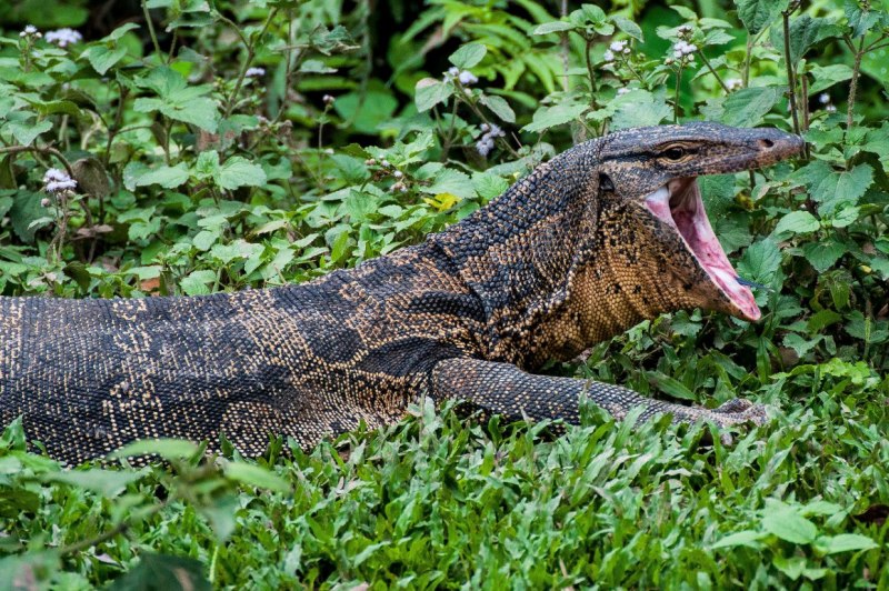 Varanus Salvator bivittatus