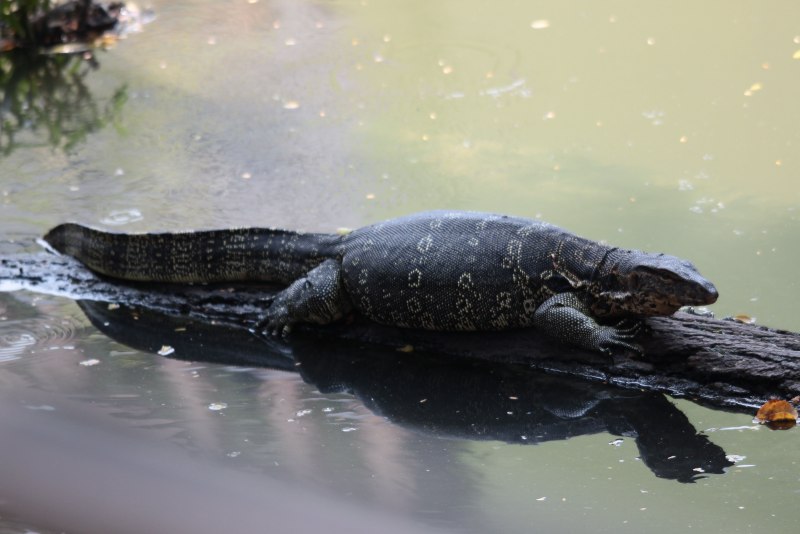 Varanus Salvator macromaculatus