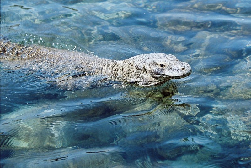 Таиландский водяной Варан черный