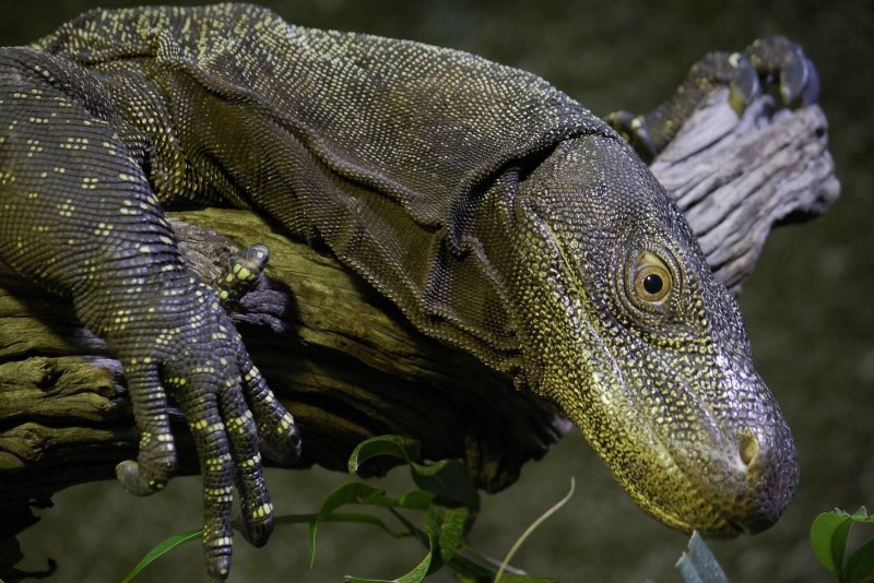 Варан Water Monitor