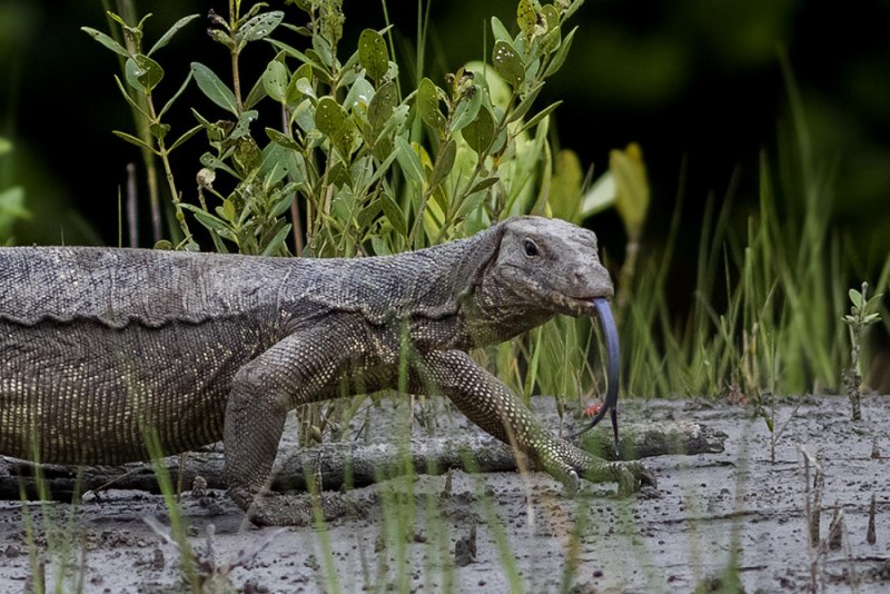 Варан Water Monitor