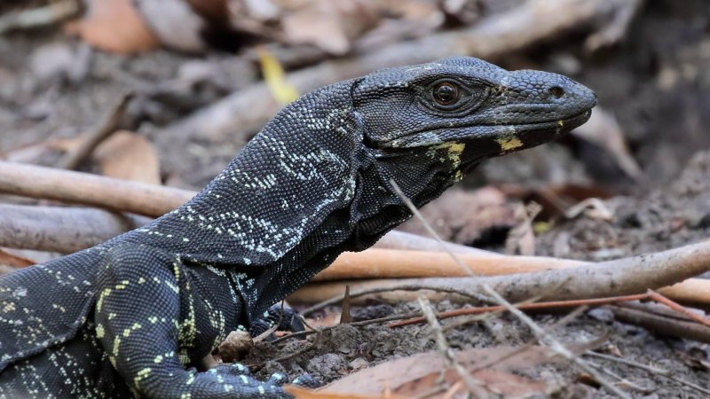 Varanus Salvator macromaculatus