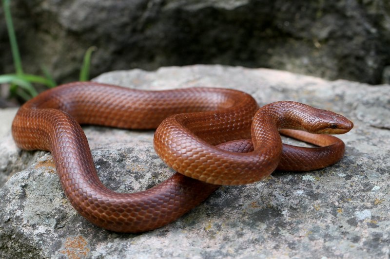 Pseudonaja nuchalis