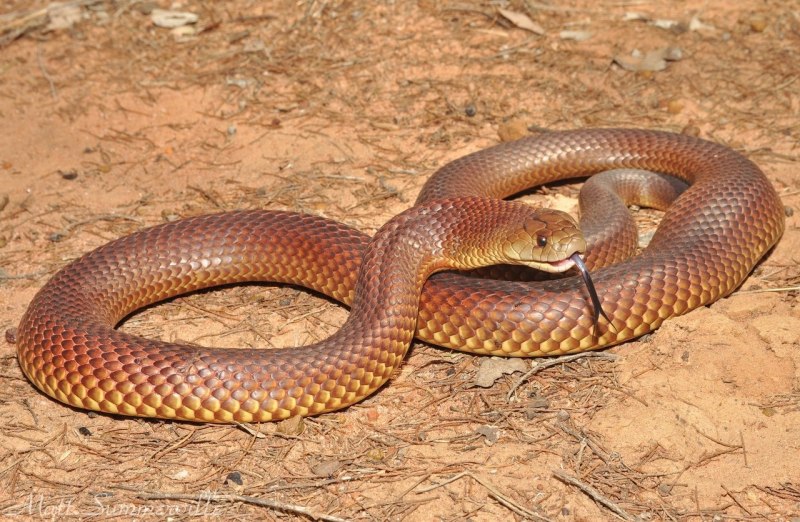 Песчаная змея свистящая (Psammophis sibilans)