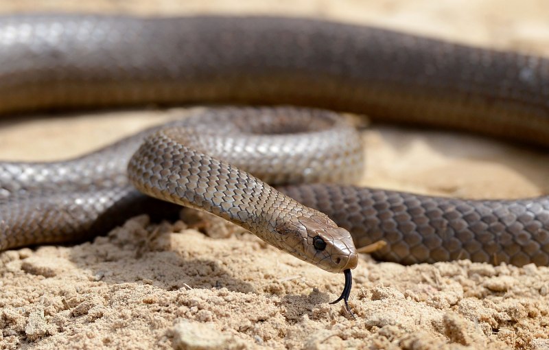 Pseudonaja textilis