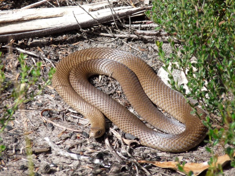 Pseudonaja textilis