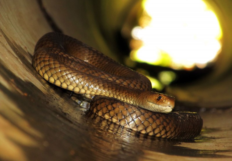 Pseudonaja textilis