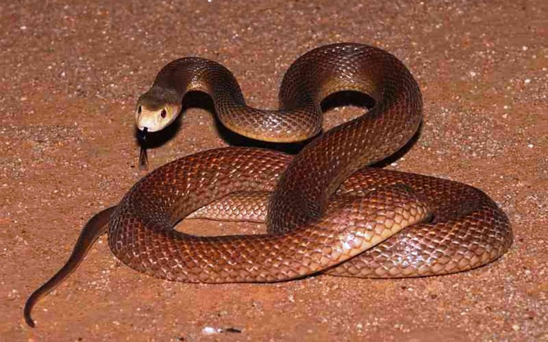 Demansia Psammophis