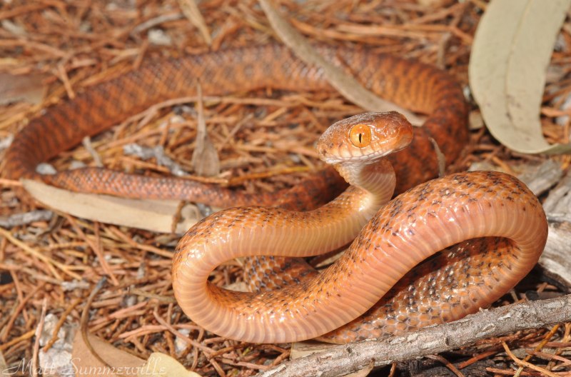 Boiga trigonatum