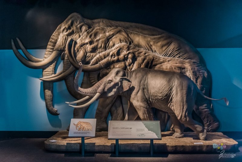 Колумбийский мамонт Mammuthus Columbi
