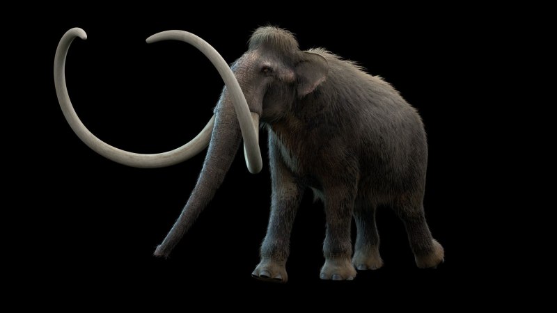 Южный слон Archidiskodon meridionalis