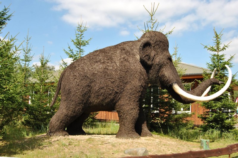 Mammuthus sungari