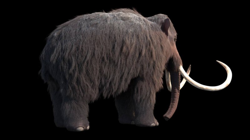Mammuthus (мамонты)