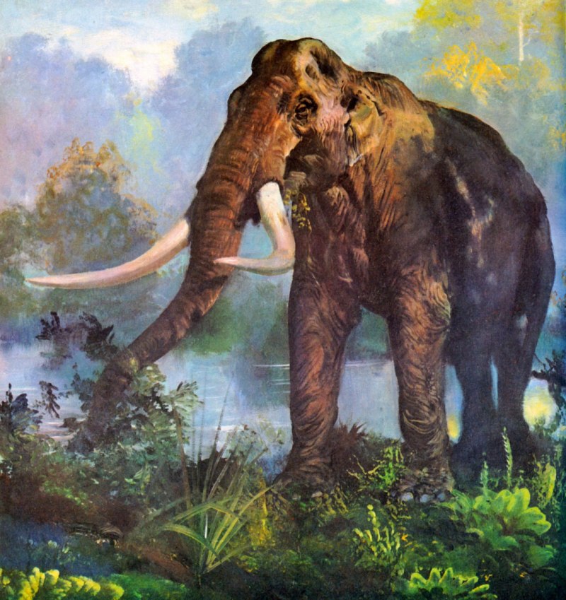 Mammuthus subplanifrons