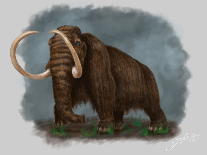 Мамонт Mammuthus primigenius