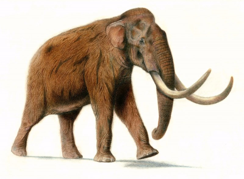 Шерстистый мамонт (Woolly Mammoth)