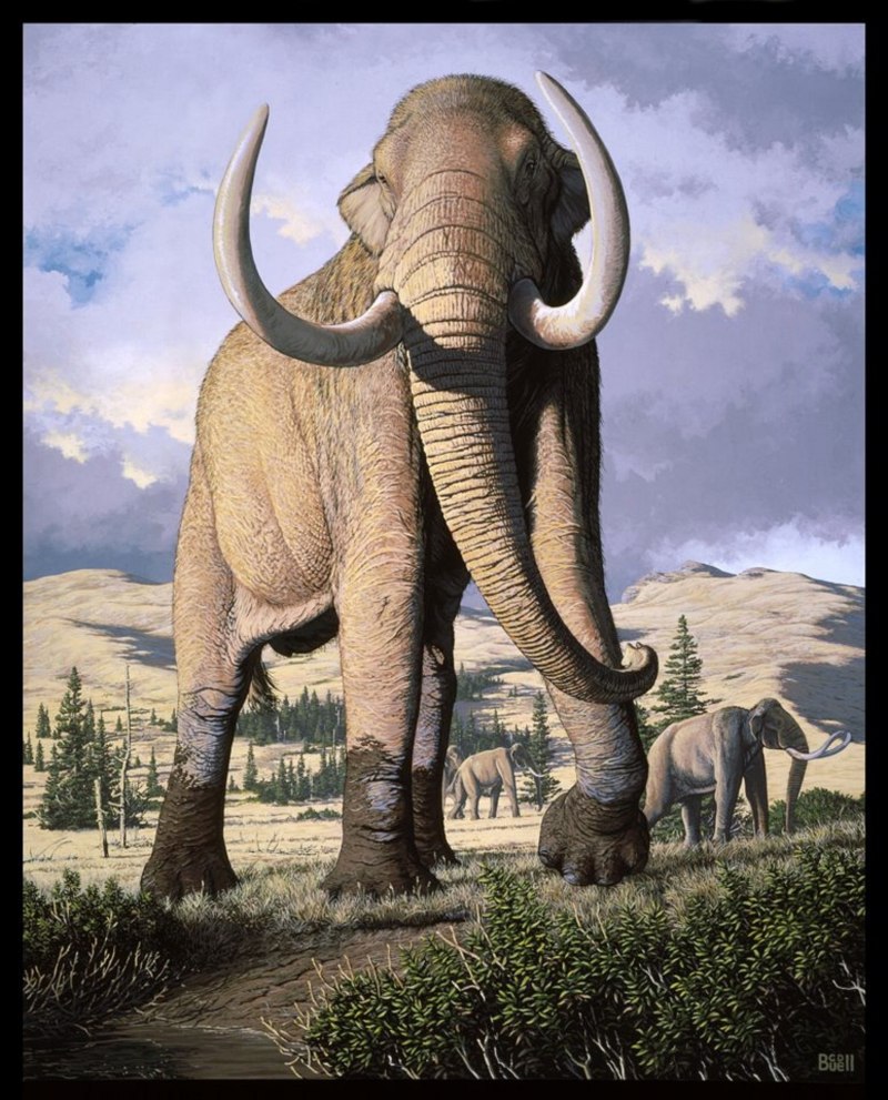 Mammuthus africanavus