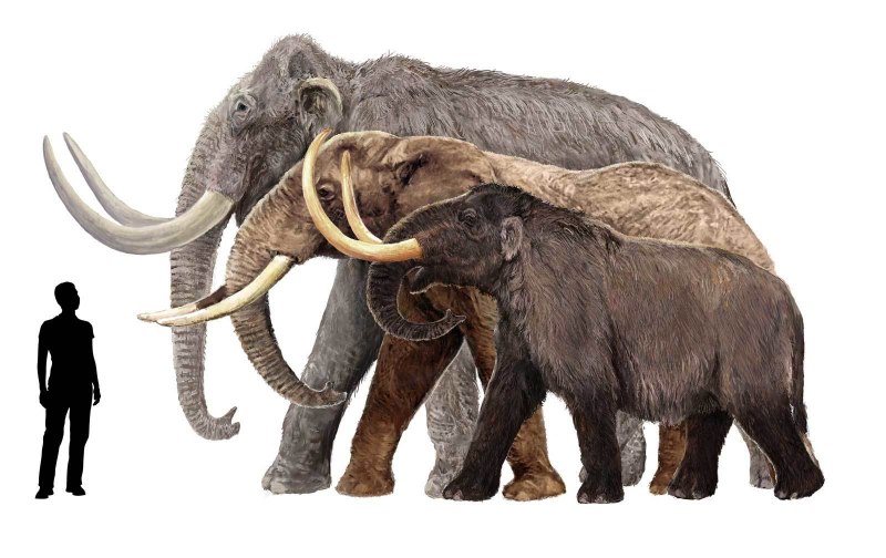 Колумбийский мамонт Mammuthus Columbi