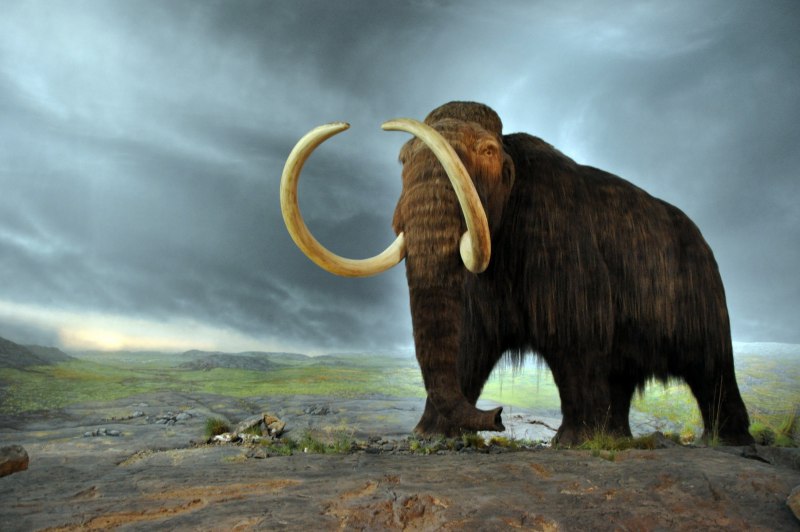 Mammuthus (мамонты)